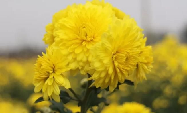 千畝云臺冰菊盛開，誠邀您蒞臨免費參觀！