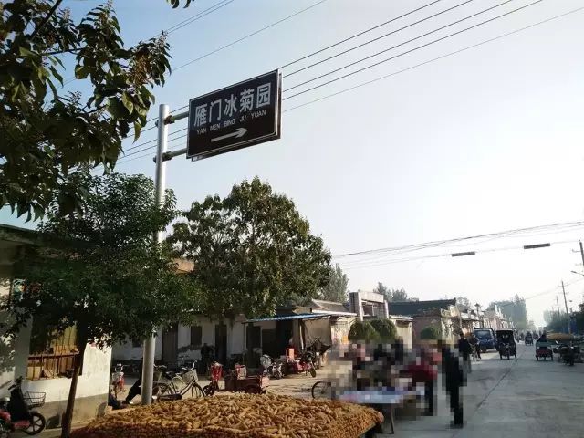 如何找到云臺(tái)冰菊？怎樣找到云臺(tái)冰菊？